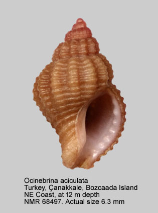 Ocinebrina aciculata (38).jpg - Ocinebrina aciculata (Lamarck,1822)